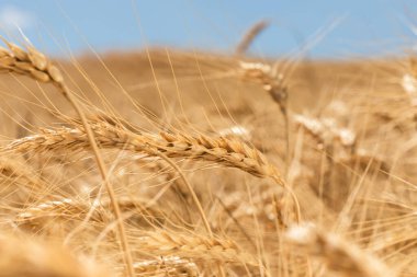 Açık mavi gökyüzü, hasat ve tarım bolluğunu sembolize eden, güneşli bir alanda altın buğday başaklarının yakın çekimi..