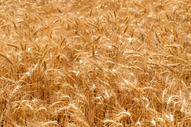 Parlak güneş ışığında parlayan yoğun altın buğday tarlaları kırsal alanda hasat için hazır olgun tahıl ürünleri sergiliyor..