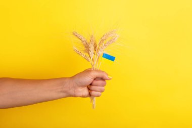 Sarı arka planda küçük bir Ukrayna bayrağı bulunan buğday saplarını tutan el, tarımı ve ulusal gururu sembolize ediyor..