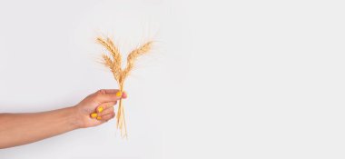 Sarı ojeli bir kadın altın buğday saplarını temiz beyaz arka planda tutarak tarımı ve organik hasadı sembolize ediyor..