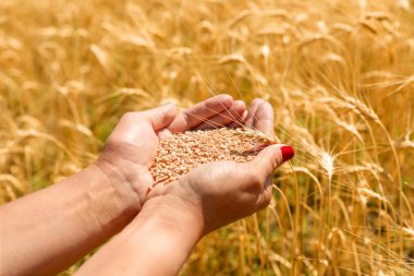 Güneşli bir günde altın bir tarlanın üzerinde buğday sapıyla çiğ buğday tanelerini tutan elleri..