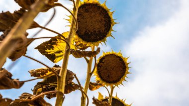Gökyüzüne bakan iki kurumuş ayçiçeği, parlak güneş ışığı ve yumuşak mavi bir arka planla aşağıdan çekildi..