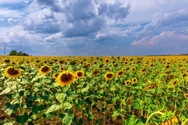 Dramatik bulutların altında geniş bir ayçiçeği tarlası, ufka uzanan canlı sarı çiçekler, doğa, tarım veya yaz kavramları için mükemmel..