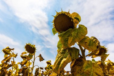 Düşük açılı ayçiçekleri solmuş yapraklar ve sararan yapraklar, parçalı bulutlu bir gökyüzüne kurulmuş, yaz veya sonbaharın sonlarını çağrıştırıyor..