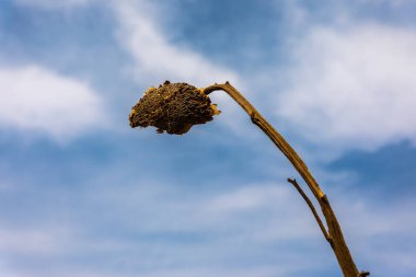 Yumuşak bulutlu mavi gökyüzüne karşı eğilmiş ayçiçeği başı, esnekliği ve doğanın döngüsünü sembolize eder..