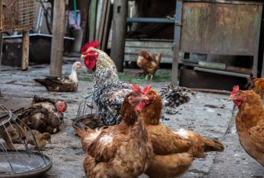 Kırsal alanda bir grup tavuk ve bir horoz, kırsal yaşamı ve geleneksel tarımı doğal ışıkta sergiliyorlar..