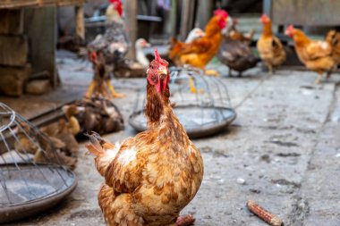 Kır çiftliğinde özgürce dolaşan bir grup tavuk, kafesleri ve beslenme alanları ile doğal gün ışığı, tarım ve kırsal yaşam biçimleri için mükemmel..