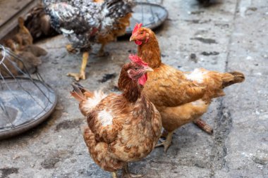 Çiftlik ortamında beton bir yüzeyde duran iki kahverengi tavuk. Parlak doğal ışık, kırsal atmosfer, tarım veya gıda endüstrisi temaları için uygun.