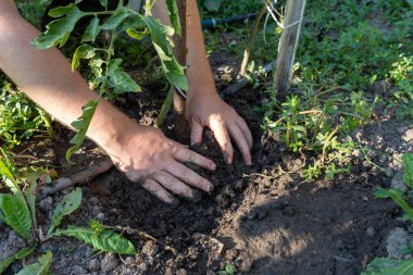 Bahçe toprağına genç bir sebze tohumu eken, bahçıvanlığı, sürdürülebilirliği ve sağlıklı yaşamı destekleyen ellerin yakın çekimi..