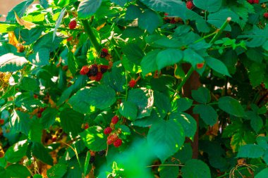 Taze böğürtlenler güneş ışığı altında yapraklı bir çalılıkta yetişiyor, canlı yeşil yapraklar ve doğal bahçe manzarası sergiliyor..