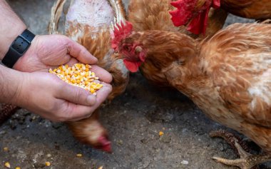 Tavukları mısır taneleriyle besleyen, çiftlik hayatını ve kırsal tarım kavramlarını ön plana çıkaran bir kişinin yakın çekimi.