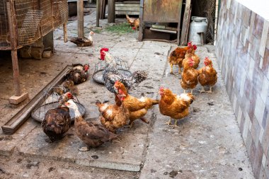 Kırsal bir çiftlikte gezinen bir grup tavuk, çeşitli cinsleri vurgulayan doğal ışık, tarım ve kırsal yaşam temaları için ideal.