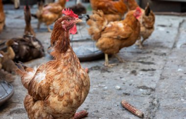 Kırsal bir çiftlik bahçesinde bir grup açık kahverengi tavuk, tek bir tavuğa odaklanmış. Doğal gün ışığı ve kırsal alan, tarım ve sürdürülebilirlik temaları için ideal.