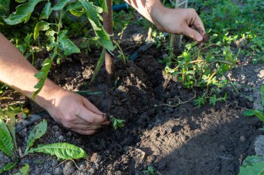 Bitkilerin yakınındaki bahçe toprağından yabani otları çeken eller, sürdürülebilir bahçıvanlık ve organik tarım uygulamalarını gösteriyor.