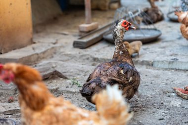 Bir Moskovalı ördek, etrafı tavuklarla çevrili bir kır çiftliğinde duruyor, kırsal yaşamı ve geleneksel tarımı ön plana çıkarıyor..