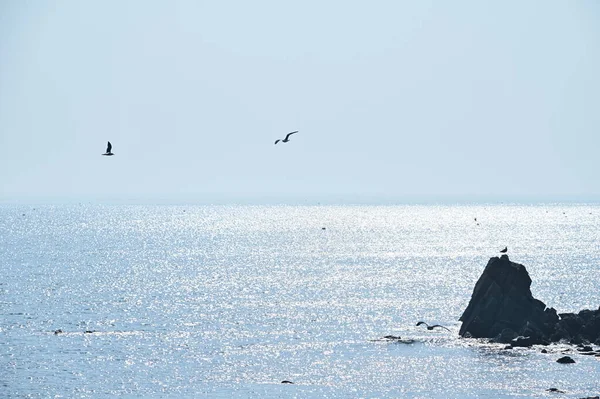 Υπάρχουν Βράχοι Στη Λαμπερή Θάλασσα Και Γλάροι Πετούν Γύρω — Φωτογραφία Αρχείου