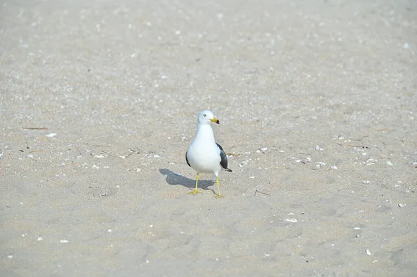 Чайка Сидит Песчаном Пляже — стоковое фото