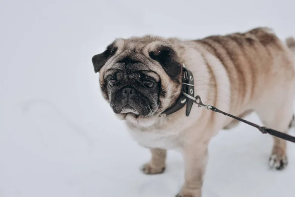 Tasmalı şirin bir köpek, kış fotoğrafı.