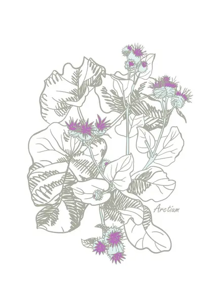 배경에 잎이있는 아크티움 포스터 포장을위한 야생화 스케치 스타일 손으로 일러스트 — 스톡 벡터