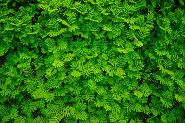 Natural Tropical Green Leaf Texture May Used Background Wallpaper — Stock Photo, Image