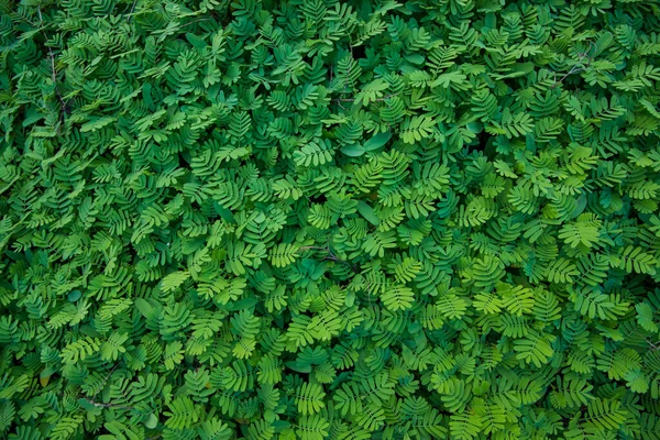 Doğal Tropikal Yeşil Yaprağın Dokusu Arka Plan Duvar Kağıdı Olarak — Stok fotoğraf
