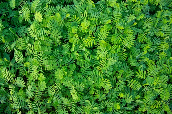 Textura Hoja Verde Tropical Natural Puede Utilizar Como Fondo Pantalla — Foto de Stock