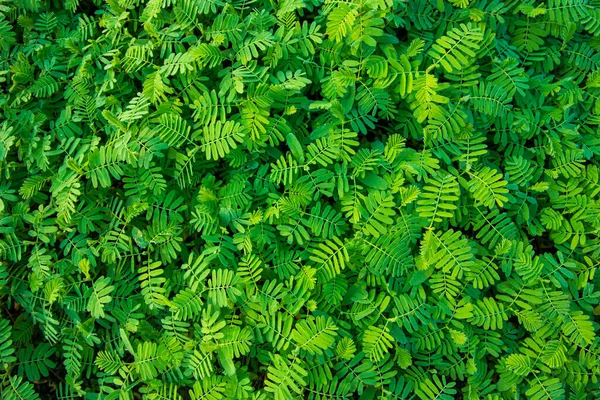 Textura Folha Verde Tropical Natural Pode Ser Usada Como Papel — Fotografia de Stock
