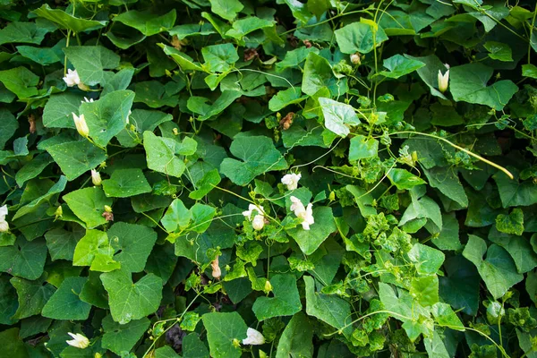 Ivy Kalebas Groene Blad Plant Textuur Achtergrond — Stockfoto