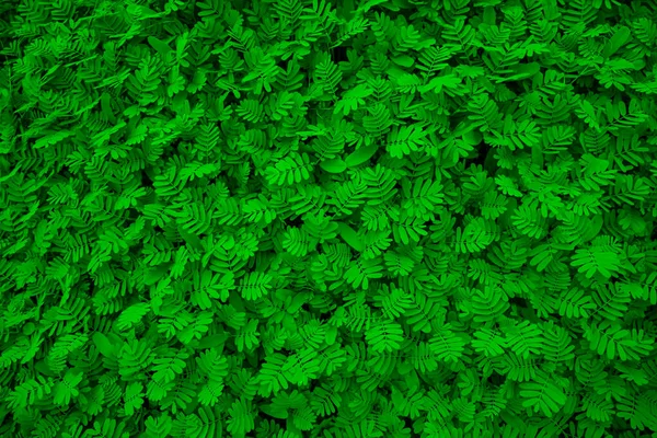 天然热带绿叶的质地可用作背景墙纸 — 图库照片