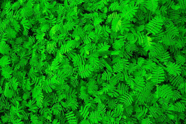 Textuur Van Het Natural Tropical Green Blad Kan Worden Gebruikt — Stockfoto