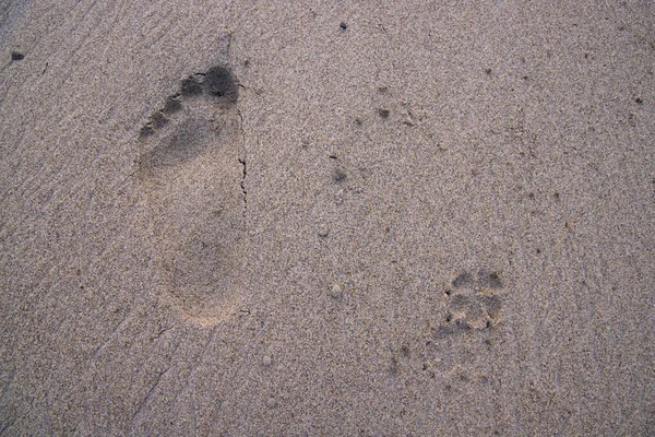 След Человека Отпечатком Ноги Животного Песок Текстура Фона — стоковое фото