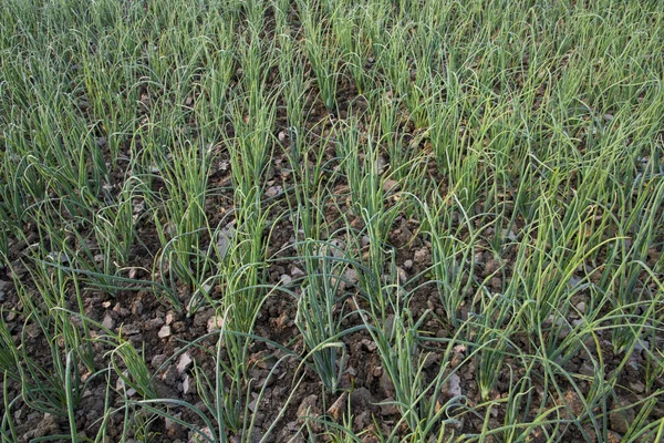 stock image Green Onion plantation in the field of foggy winter morning view