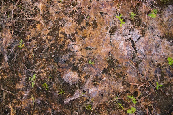 真菌干苔藓或老落叶纹理可用作背景墙纸 — 图库照片