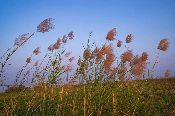 Kans Grass Saccharum Spontaneum Flowers Field Evening Colorful Blue Sky — Fotografia de Stock