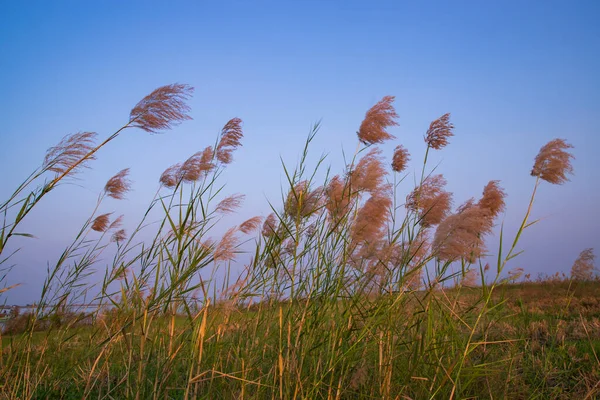 Kans Grass Saccharum Spontaneum Flowers Field Evening Colorful Blue Sky — Fotografia de Stock