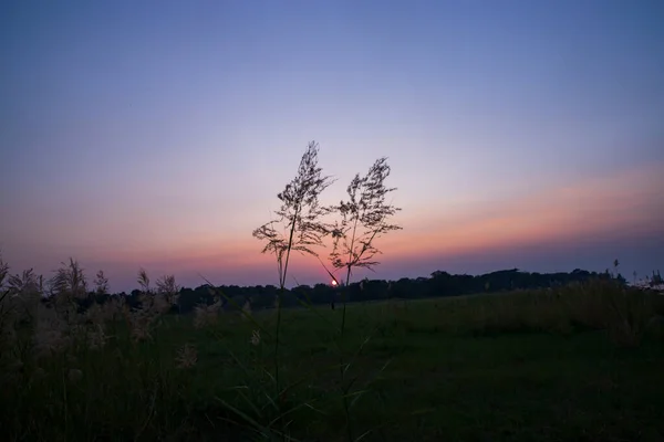 Sunset Kans Grass Saccharum Spontaneum Flowers Landscape View — Fotografia de Stock