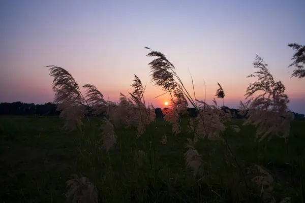 Pôr Sol Sobre Grama Kans Flores Saccharum Espontaneamente Vista Paisagem — Fotografia de Stock