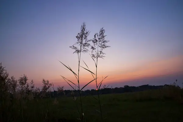 Sunset Kans Grass Saccharum Spontaneum Flowers Landscape View — Fotografia de Stock