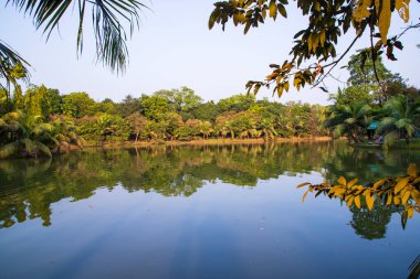 Doğal manzara. Göl suyundaki ağaçların yansıması. Mavi gökyüzüne karşı.