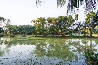 Doğal manzara. Göl suyundaki ağaçların yansıması. Mavi gökyüzüne karşı.
