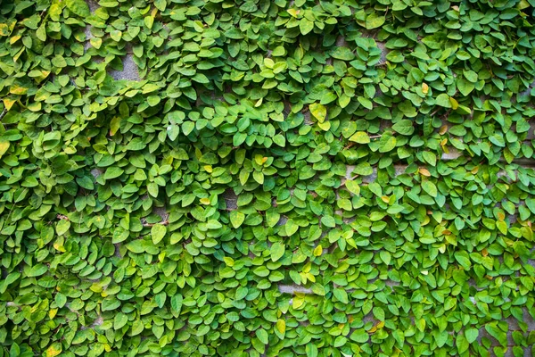Szczegóły Zielonych Roślin Wspinaczkowych Ścianie Mogą Być Stosowane Jako Tekstury — Zdjęcie stockowe