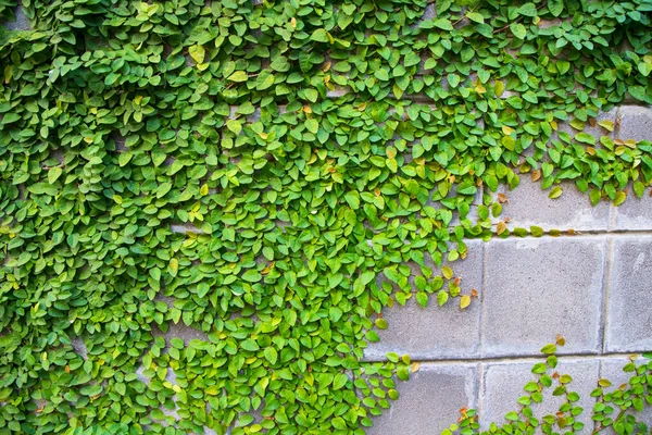 Detaljene Grønne Klatreplanter Vegg Kan Brukes Som Kontekstuelt Bakgrunnsveggpapir – stockfoto