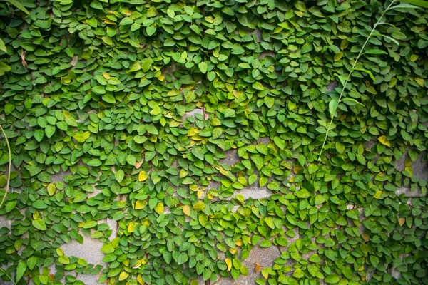 Duvardaki Yeşil Tırmanma Bitkilerinin Ayrıntıları Bir Doku Konsepti Olarak Kullanılabilir — Stok fotoğraf