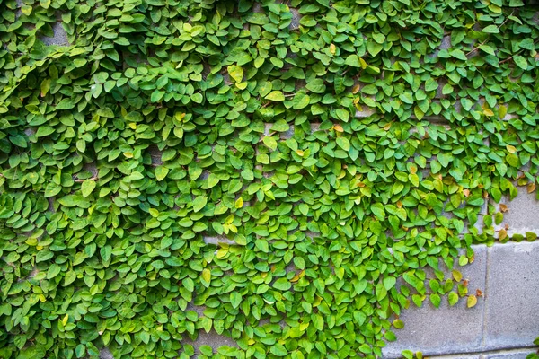 Szczegóły Zielonych Roślin Wspinaczkowych Ścianie Mogą Być Stosowane Jako Tekstury — Zdjęcie stockowe
