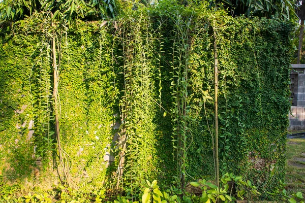 녹색식물의 묘사는 벽지의 개념으로 수있다 — 스톡 사진