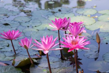 Pembe zambakların açtığı güzel manzara ya da gölet suyundaki nilüferlerin