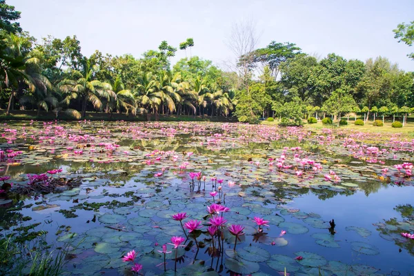 stock image Beautiful  Landscape view of blooming red pink lilies or lotus Flowers in the pond water