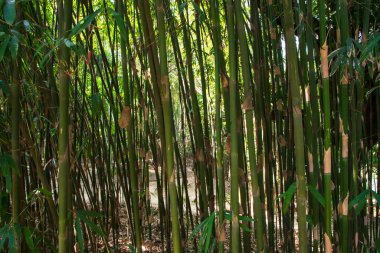 Green Bamboo in the Forest  may be used as a Texture  background wallpaper