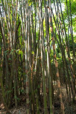 Green Bamboo in the Forest  may be used as a Texture  background wallpaper