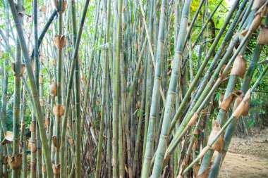 Green Bamboo in the Forest  may be used as a Texture  background wallpaper